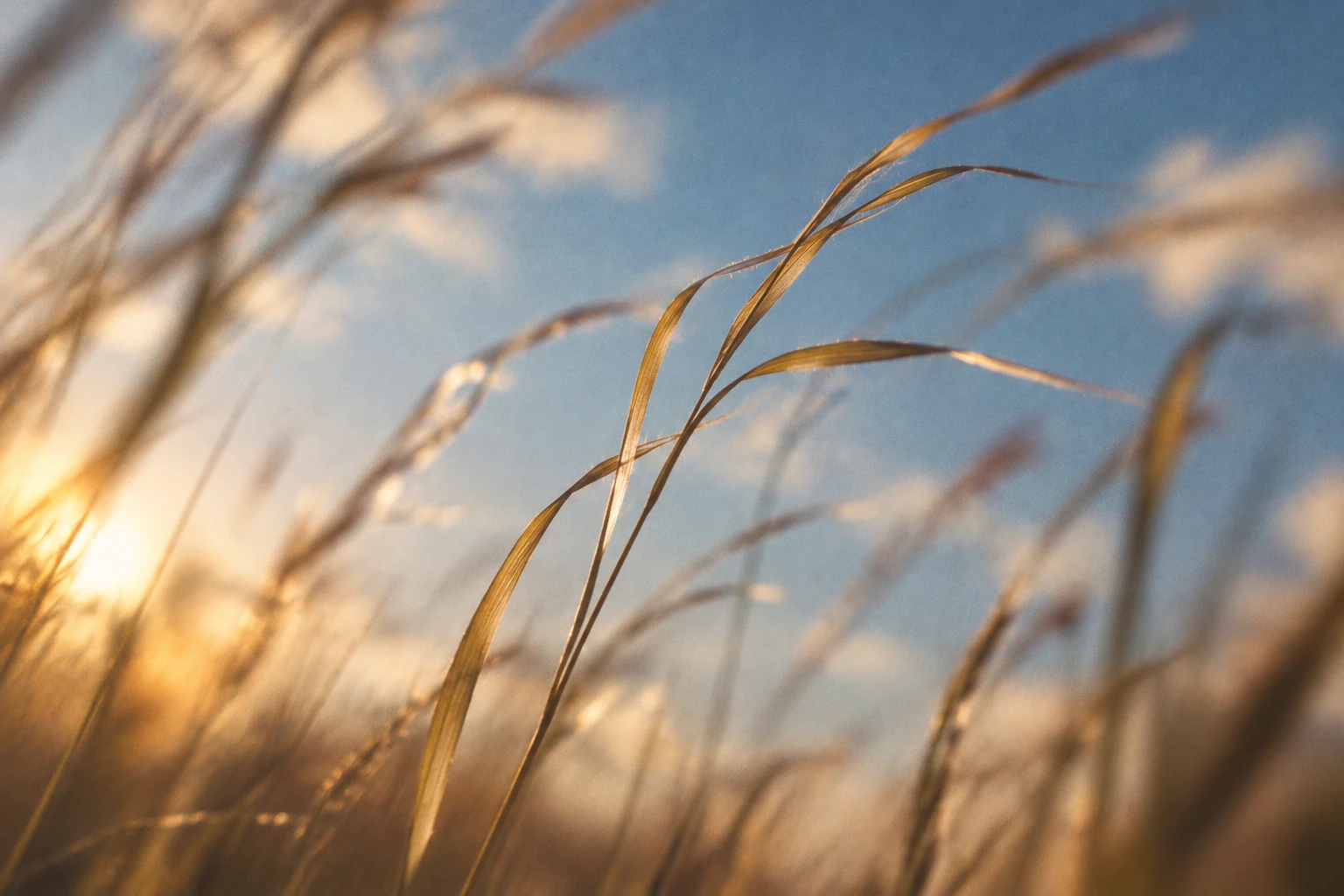 Slender meadow grasses bend against blue sky in warm light.