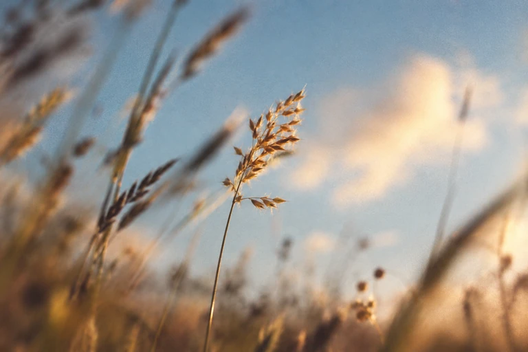 One backlit seed head in focus amid blurred meadow grasses.