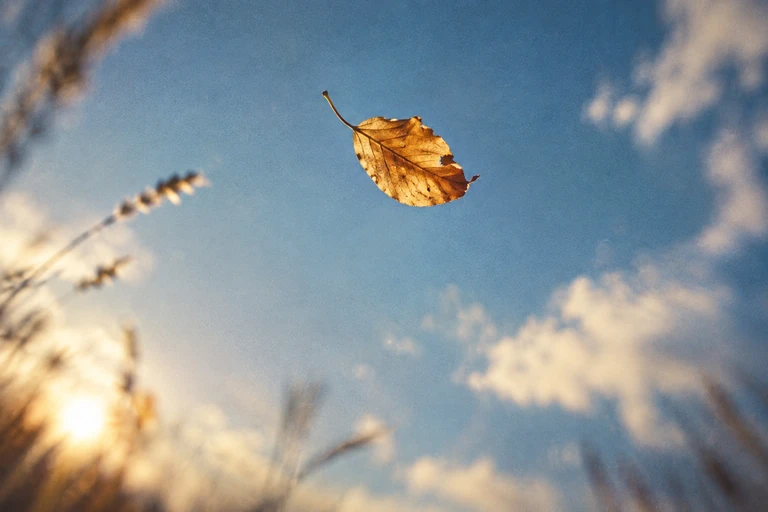 A single amber leaf drifting through open blue sky.