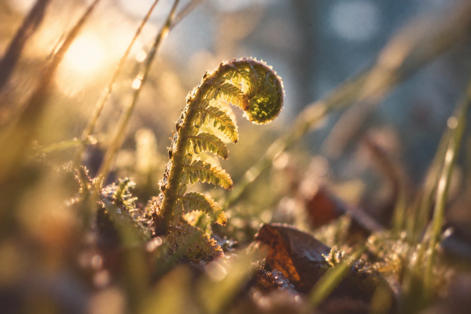 A young fern frond unfurling in warm woodland light, with visible film grain and softly blurred edges.